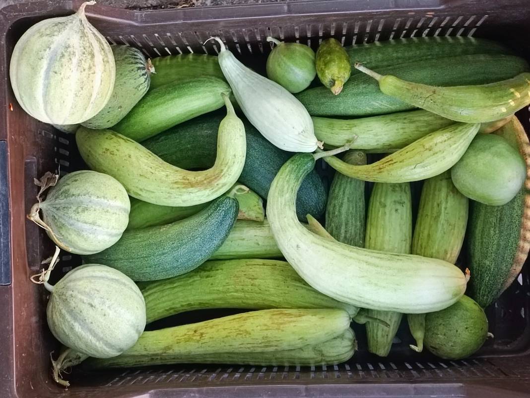 Konya’nın yüzde 100 yerli pazarı 6